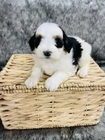 Daisy, a female Miniature Bernedoodle for sale in Cookeville, TN – Photo 3 of 6