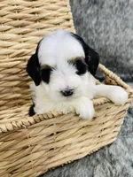 Daisy, a female Miniature Bernedoodle for sale in Cookeville, TN – Photo 2 of 6