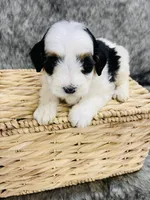Daisy, a female Miniature Bernedoodle for sale in Cookeville, TN – Photo 1 of 6