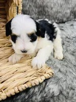 Daisy, a female Miniature Bernedoodle for sale in Cookeville, TN – Photo 4 of 6
