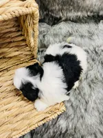 Daisy, a female Miniature Bernedoodle for sale in Cookeville, TN – Photo 6 of 6