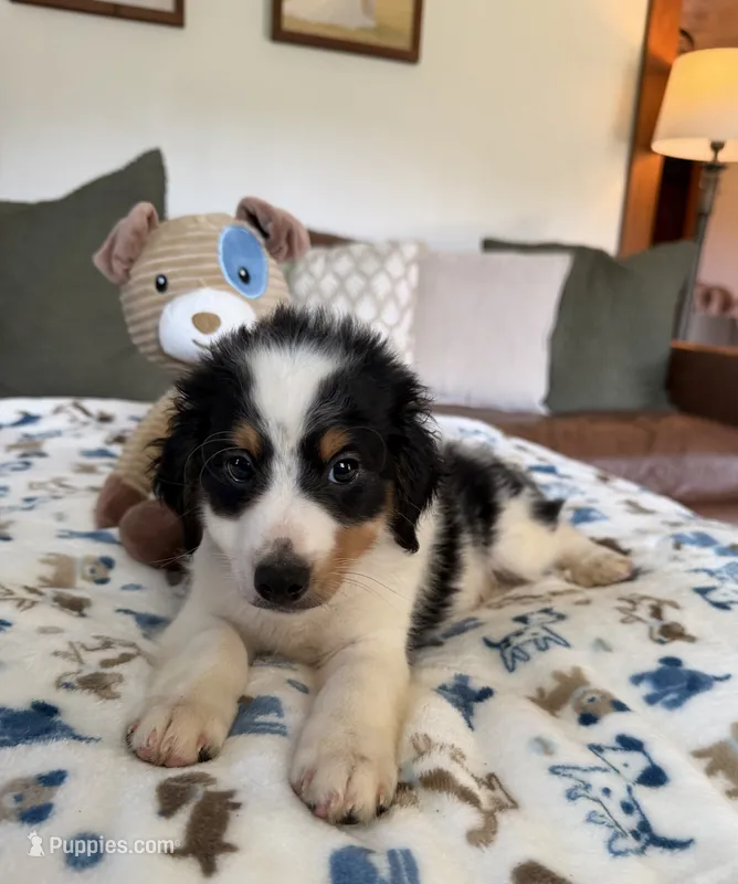 Rusty-black tri color – Miniature Bernedoodle puppy for sale in Cookeville, TN