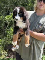 Jameson, a male Bernedoodle for sale in Cookeville, TN – 4 of 5