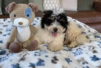 Benny - black tri color, a male Miniature Bernedoodle for sale in Cookeville, TN – 3 of 6