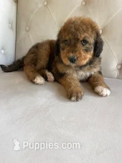 Rosie ❤️ Red sable tri color Bernedoodle – Bernedoodle puppy for sale in Cookeville, TN