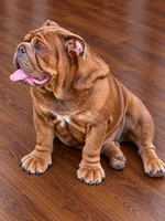 Juicy-Full AKC, a female English Bulldog for sale in Cookeville, TN – 2 of 4