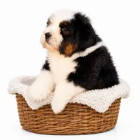 Topper- black Tri Color, a male Miniature Bernedoodle for sale in Cookeville, TN – 4 of 4