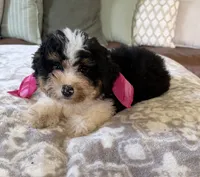 Bonnie- tri color , a female Miniature Bernedoodle for sale in Cookeville, TN – 2 of 7