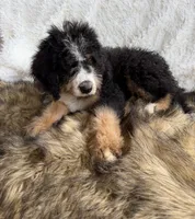 Bourbon, a male Bernedoodle for sale in Cookeville, TN – 4 of 6