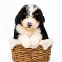 reese- black tri color, a female Miniature Bernedoodle for sale in Cookeville, TN – 4 of 4