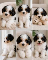 Apollo ❤️ mini Bernedoodle , a male Miniature Bernedoodle for sale in Cookeville, TN – 2 of 2