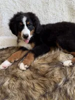 Cooper ❤️, a male Bernedoodle for sale in Cookeville, TN – 7 of 7