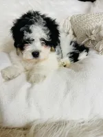 Armani - black and white Tri, a male Miniature Bernedoodle for sale in Cookeville, TN – Photo 7 of 7