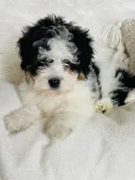 Armani - black and white Tri, a male Miniature Bernedoodle for sale in Cookeville, TN – Photo 2 of 7