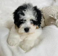 Armani - black and white Tri, a male Miniature Bernedoodle for sale in Cookeville, TN – Photo 5 of 7