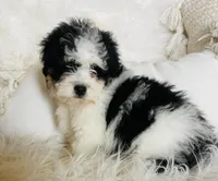 Armani - black and white Tri, a male Miniature Bernedoodle for sale in Cookeville, TN – Photo 3 of 7
