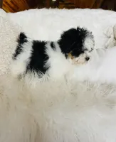 Armani - black and white Tri, a male Miniature Bernedoodle for sale in Cookeville, TN – Photo 6 of 7