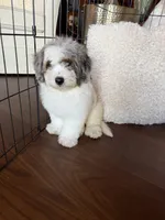 Maple , a female Miniature Bernedoodle for sale in Cookeville, TN – 6 of 8