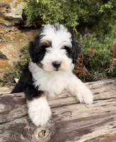 Frankie, a male Miniature Bernedoodle for sale in Cookeville, TN – 5 of 7