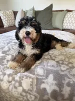 Bella- Black Tri Female, a female Miniature Bernedoodle for sale in Cookeville, TN – 6 of 7