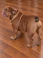 Juicy-Full AKC, a female English Bulldog for sale in Cookeville, TN – 4 of 4