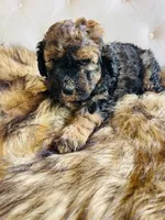 Lucy ❤️ red sable phantom tri color, a female Bernedoodle for sale in Cookeville, TN – 7 of 7