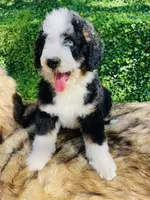 OZZY-blue eye Tri boy, a male Bernedoodle for sale in Cookeville, TN – Photo 2 of 9