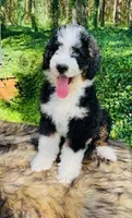 OZZY-blue eye Tri boy, a male Bernedoodle for sale in Cookeville, TN – Photo 7 of 9