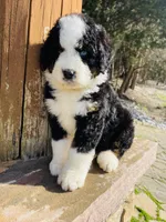 Blue eye boy, a male Bernedoodle for sale in Cookeville, TN – Photo 6 of 7