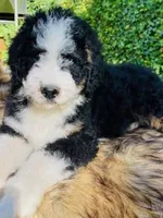 OZZY-blue eye Tri boy, a male Bernedoodle for sale in Cookeville, TN – Photo 4 of 9