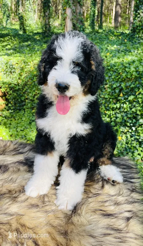 OZZY-blue eye Tri boy – Bernedoodle puppy for sale in Cookeville, TN