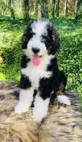 OZZY-blue eye Tri boy, a male Bernedoodle for sale in Cookeville, TN – Photo 1 of 9