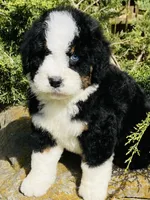 Blue eye boy, a male Bernedoodle for sale in Cookeville, TN – Photo 1 of 7