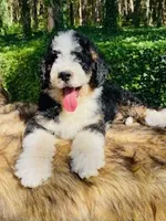 OZZY-blue eye Tri boy, a male Bernedoodle for sale in Cookeville, TN – Photo 8 of 9