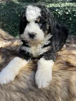 Blue eye boy, a male Bernedoodle for sale in Cookeville, TN – Photo 7 of 7