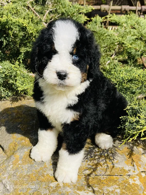 Blue eye Tri boy – Bernedoodle puppy for sale in Cookeville, TN