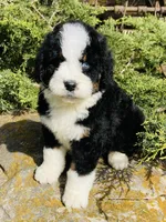 Blue eye boy, a male Bernedoodle for sale in Cookeville, TN – Photo 2 of 7
