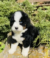 Blue eye boy, a male Bernedoodle for sale in Cookeville, TN – Photo 4 of 7