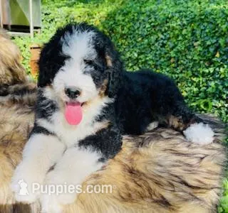 OZZY-blue eye Tri boy – Bernedoodle puppy for sale in Cookeville, TN