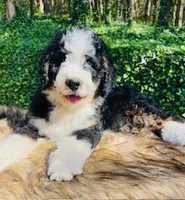 OZZY-blue eye Tri boy, a male Bernedoodle for sale in Cookeville, TN – Photo 3 of 9