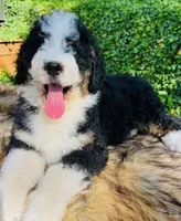 OZZY-blue eye Tri boy, a male Bernedoodle for sale in Cookeville, TN – Photo 9 of 9