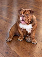 Coco- Full AKC  chocolate brindle , a female English Bulldog for sale in Cookeville, TN – 3 of 4