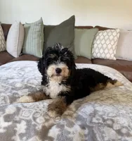 Bella- Black Tri Female, a female Miniature Bernedoodle for sale in Cookeville, TN – 7 of 7