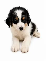 Rusty-black tri color, a male Miniature Bernedoodle for sale in Cookeville, TN – 4 of 4