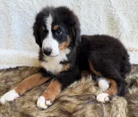 Cooper ❤️, a male Bernedoodle for sale in Cookeville, TN – 5 of 7