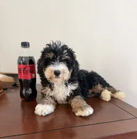 Bella- Black Tri Female, a female Miniature Bernedoodle for sale in Cookeville, TN – 1 of 7