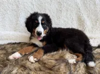 Cooper ❤️, a male Bernedoodle for sale in Cookeville, TN – 2 of 7