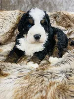 Regal “ blue eye”, a male Bernedoodle for sale in Cookeville, TN – Photo 1 of 4