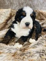 Regal “ blue eye”, a male Bernedoodle for sale in Cookeville, TN – Photo 2 of 4