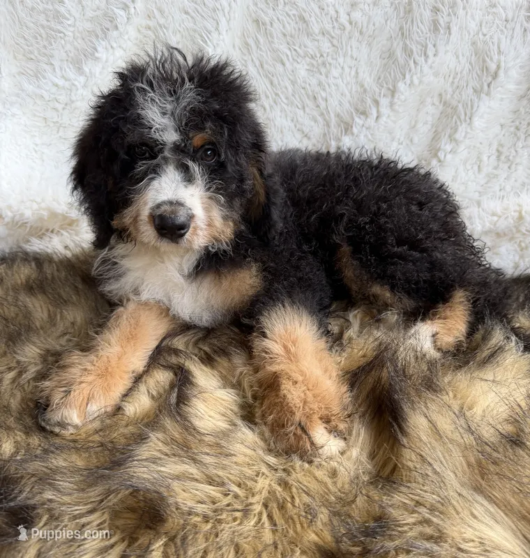 Bourbon – Bernedoodle puppy for sale in Cookeville, TN